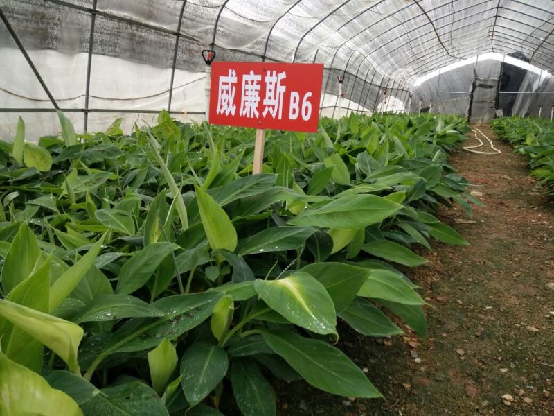 香蕉苗一级良种1~2年