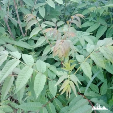 红油香椿树51~80cm