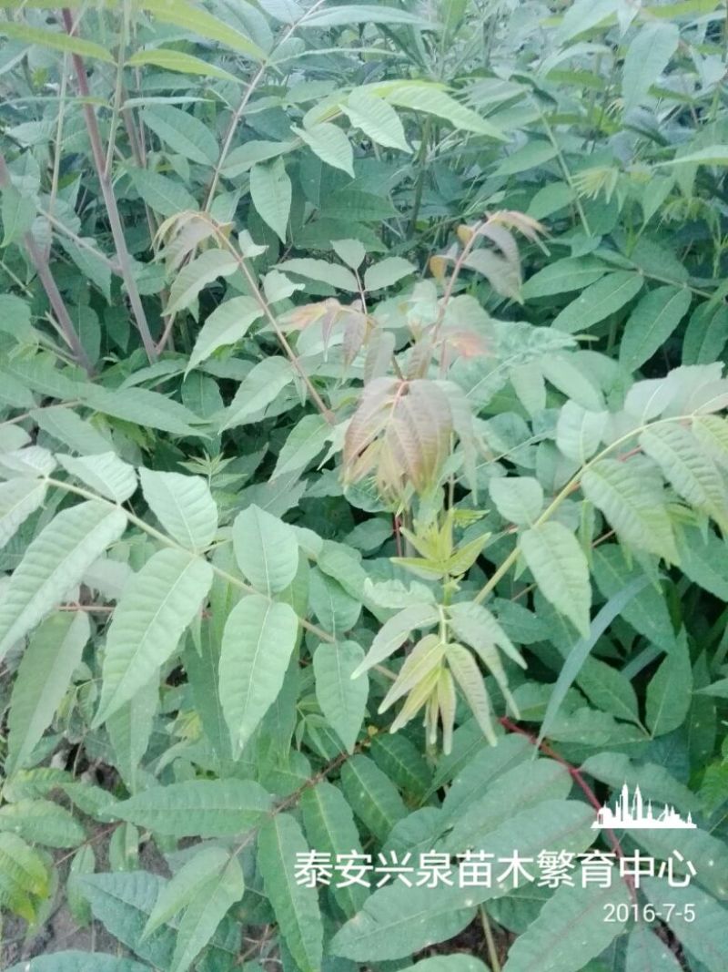 红油香椿树51~80cm