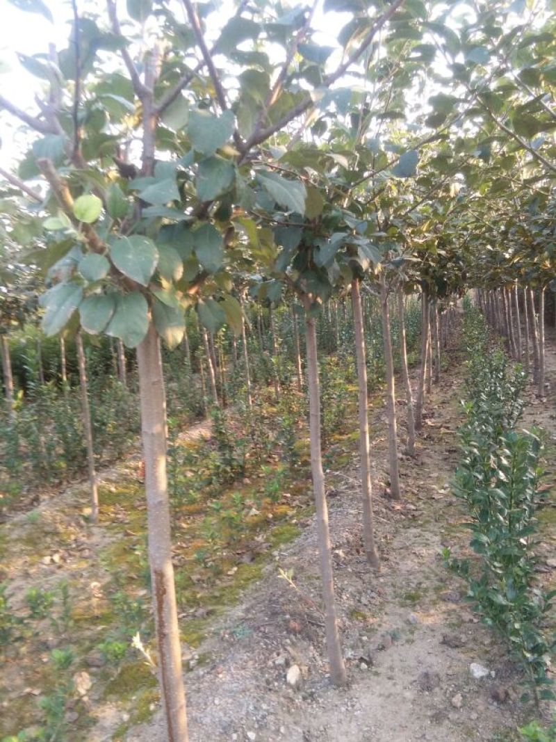 苹果树苗50~60cm，鲁丽苹果树苗，