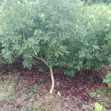 杨梅树111~140cm