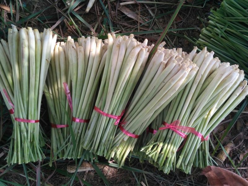 香茅，柠檬香茅，香茅，大基地稳定供货，香茅