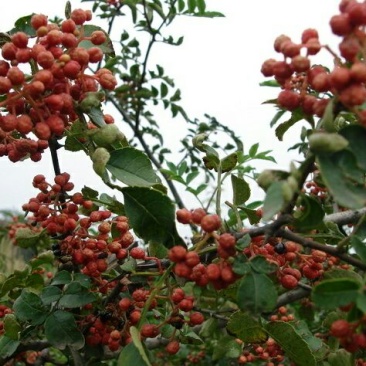 青花椒特级鲜