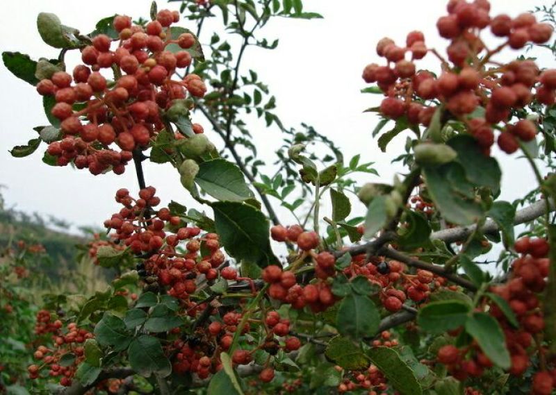 青花椒特级鲜