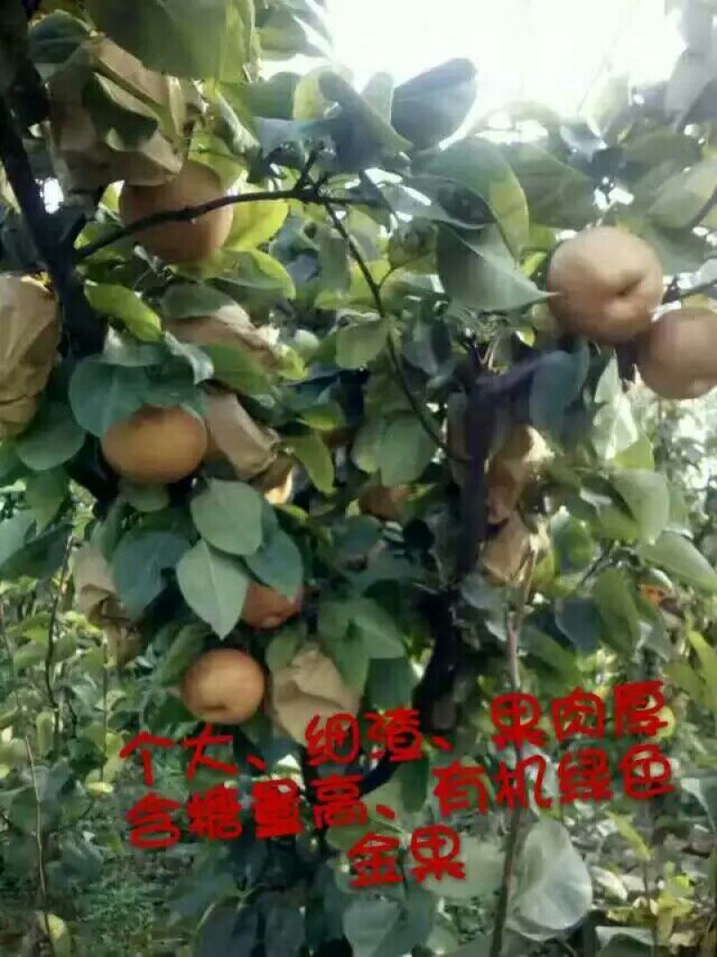 沙澧特晚秋黄梨350~400g纸箱