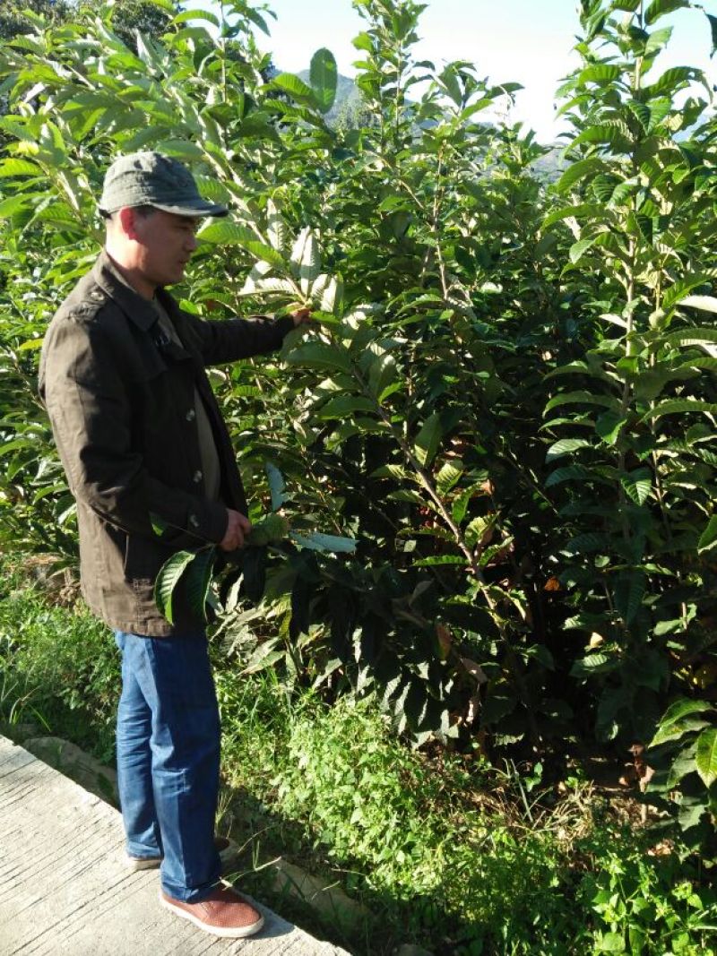大红袍板栗苗泰山红油板栗苗