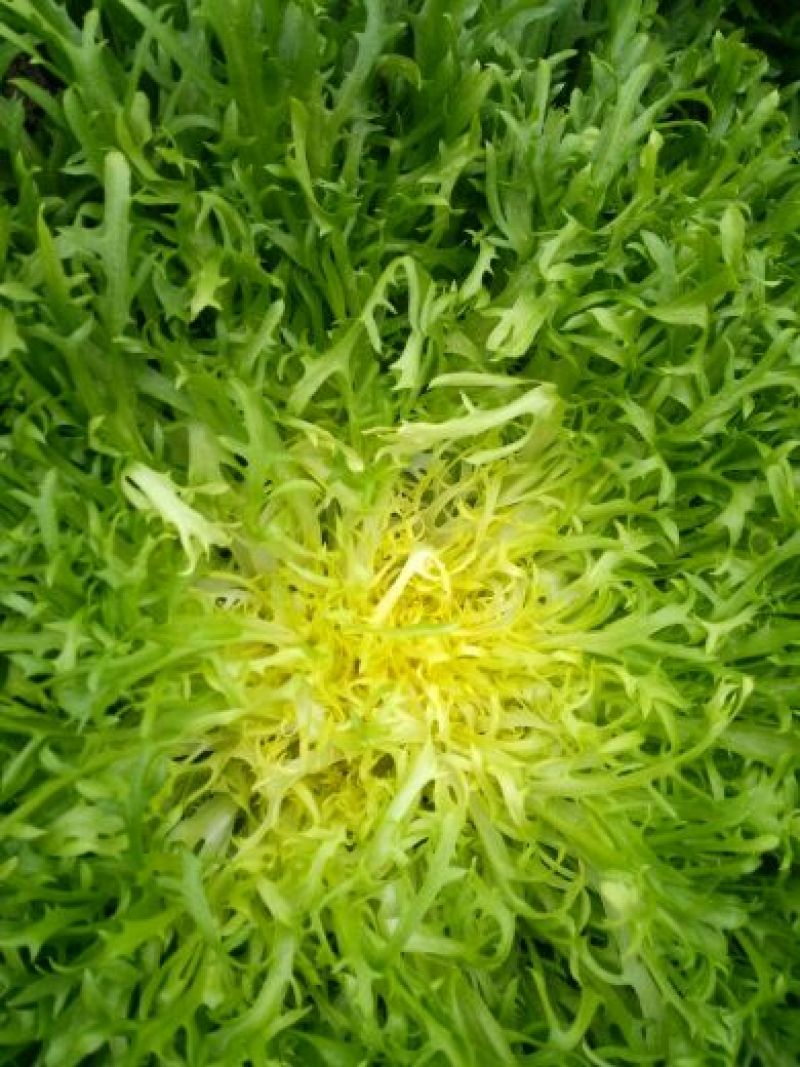 苦菊15~20cm