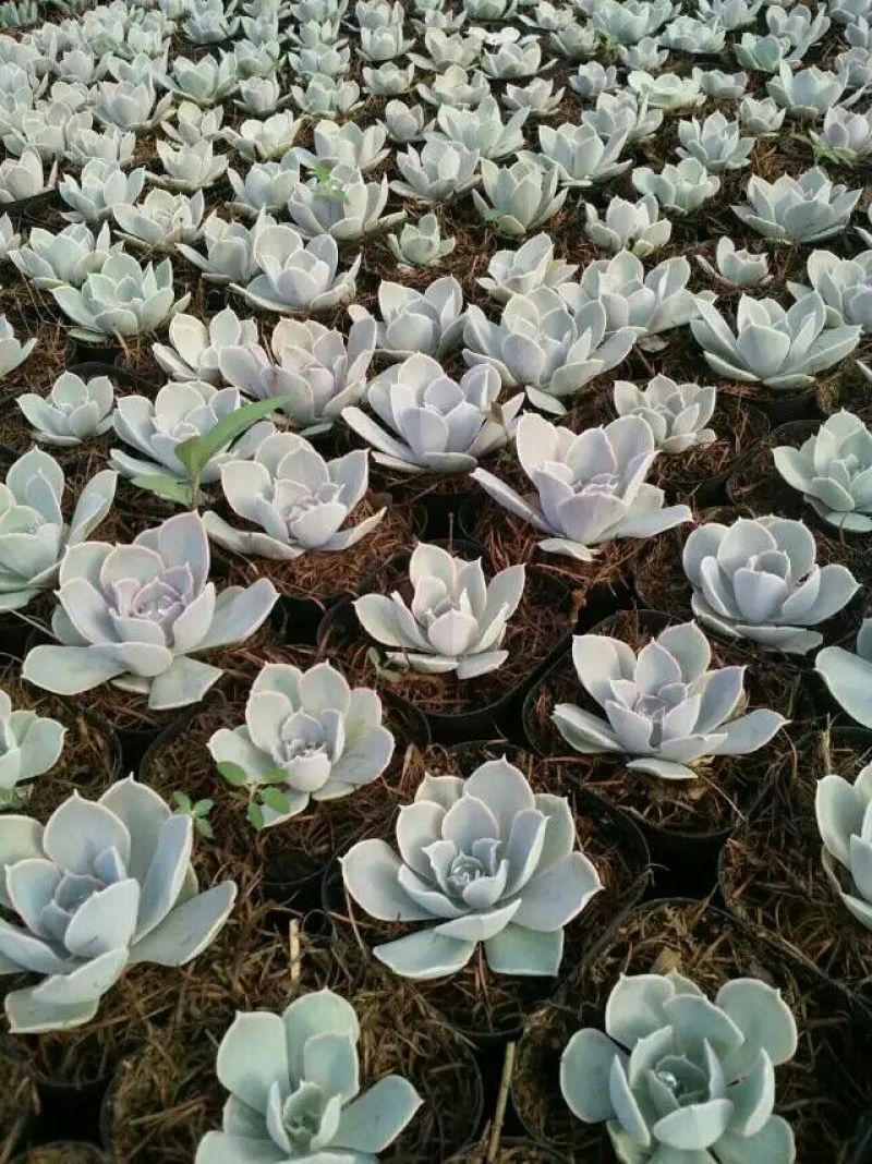 多肉植物含盆