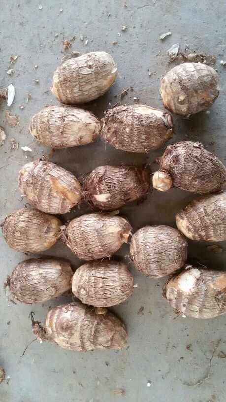 毛芋头山东潍坊市安丘市_批发_供应-一亩田农