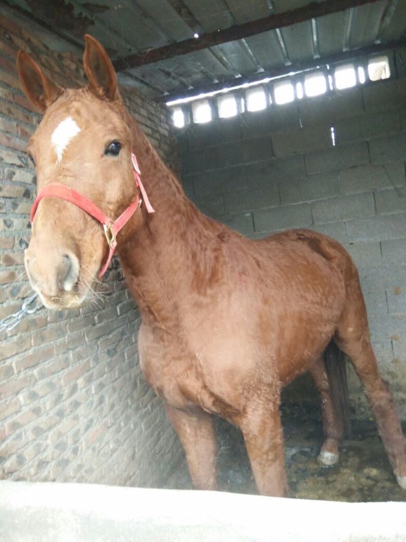 肉马300~400kg