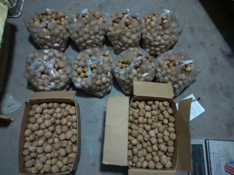 薄皮核桃25mm以下去皮干