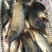 池鲤鱼1~2公斤食用