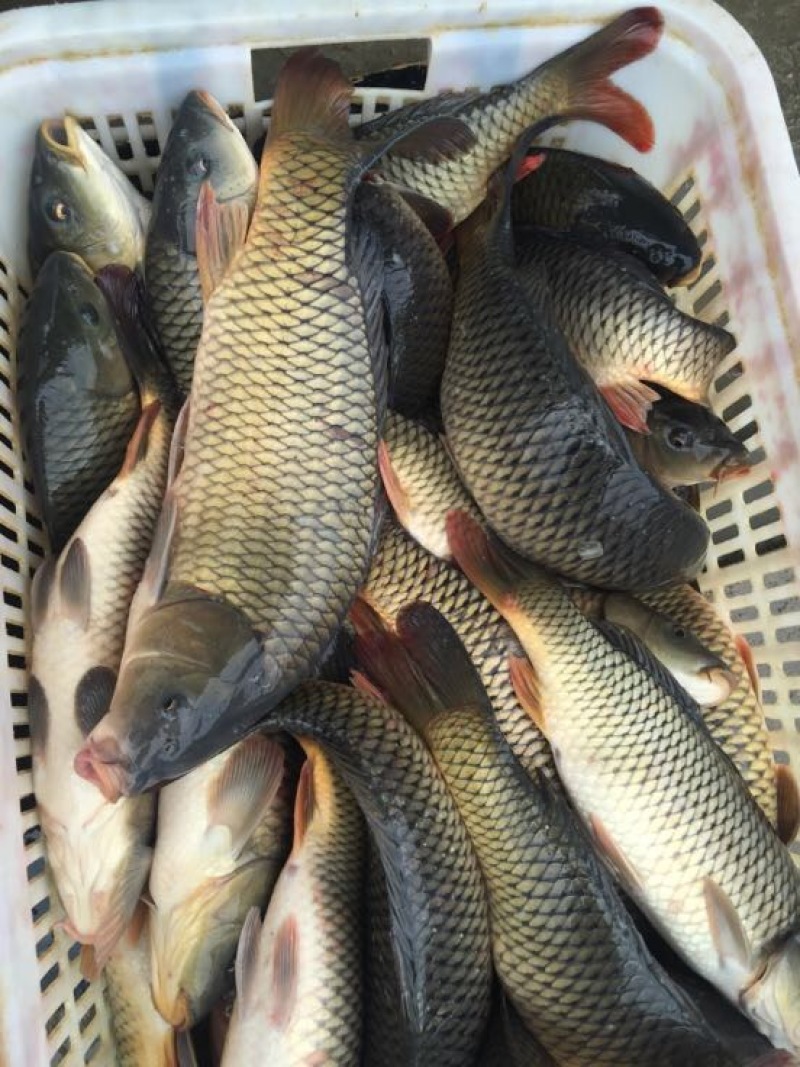 池鲤鱼1~2公斤食用