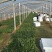 名门菠菜15~20厘米