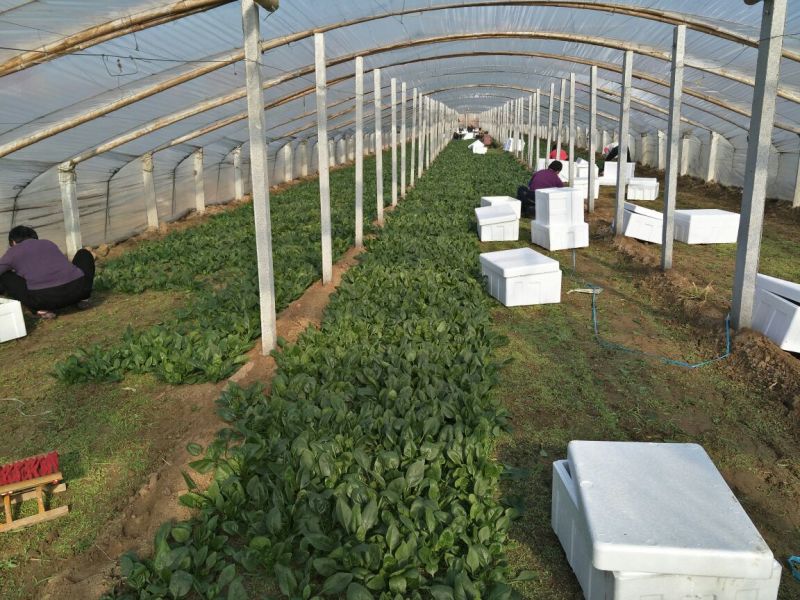 名门菠菜15~20厘米