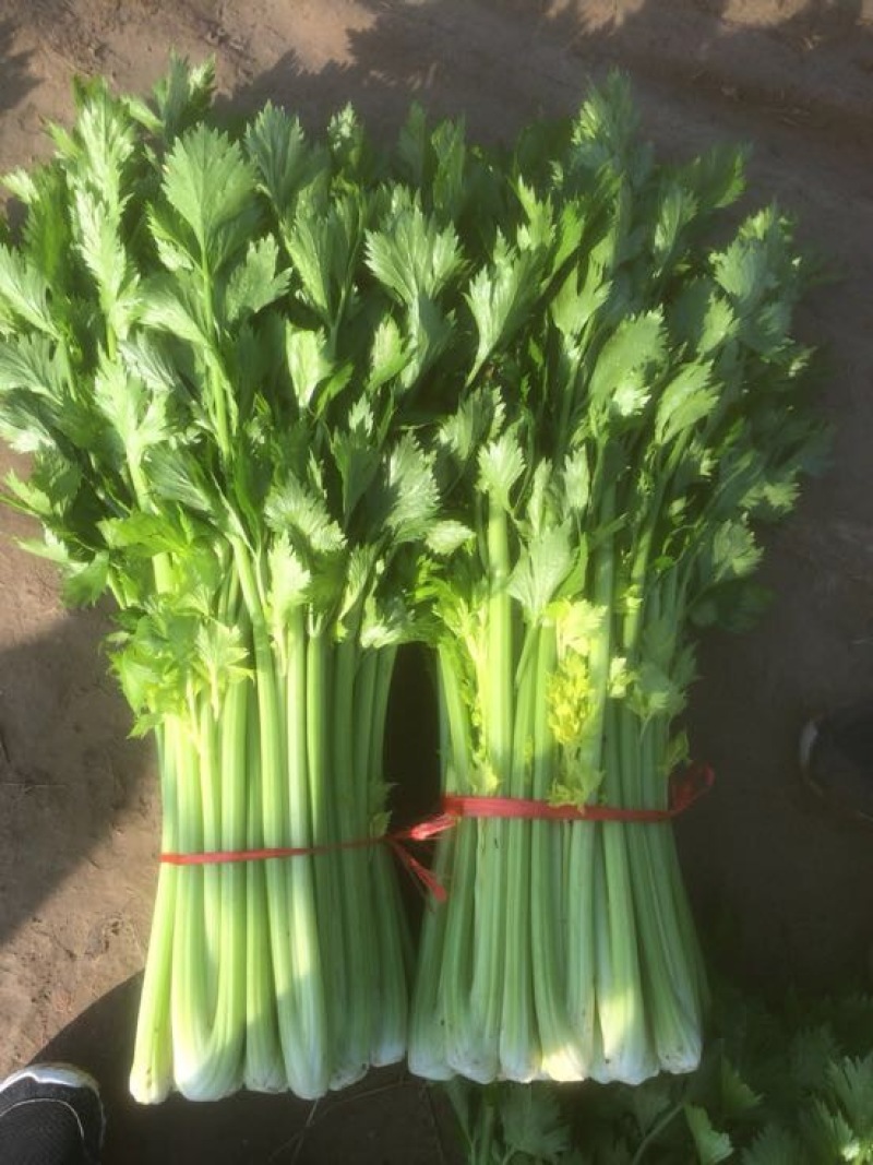 大量低价供应金乡西芹，基地货源充足，当天发货，全国供应