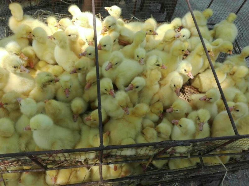 鹅苗250g以下