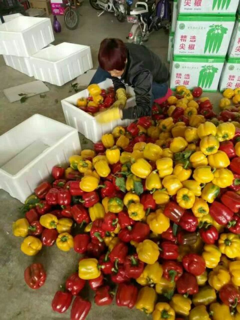 青椒7cm以上