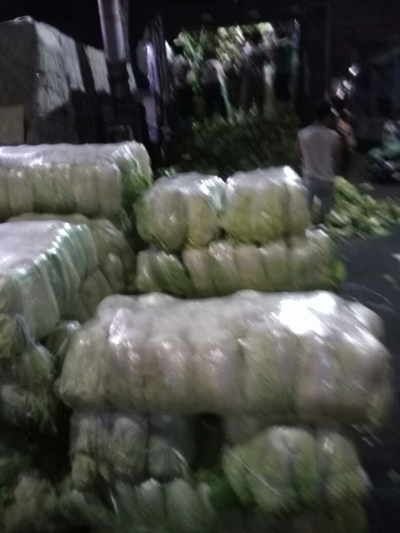 青杂三号白菜4~6斤