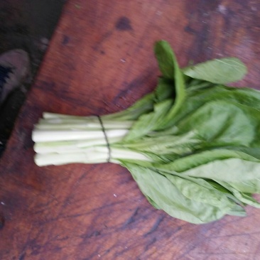 红菜苔15~20厘米