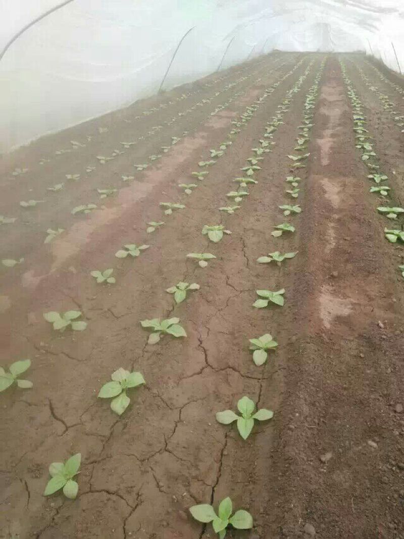 蔬菜