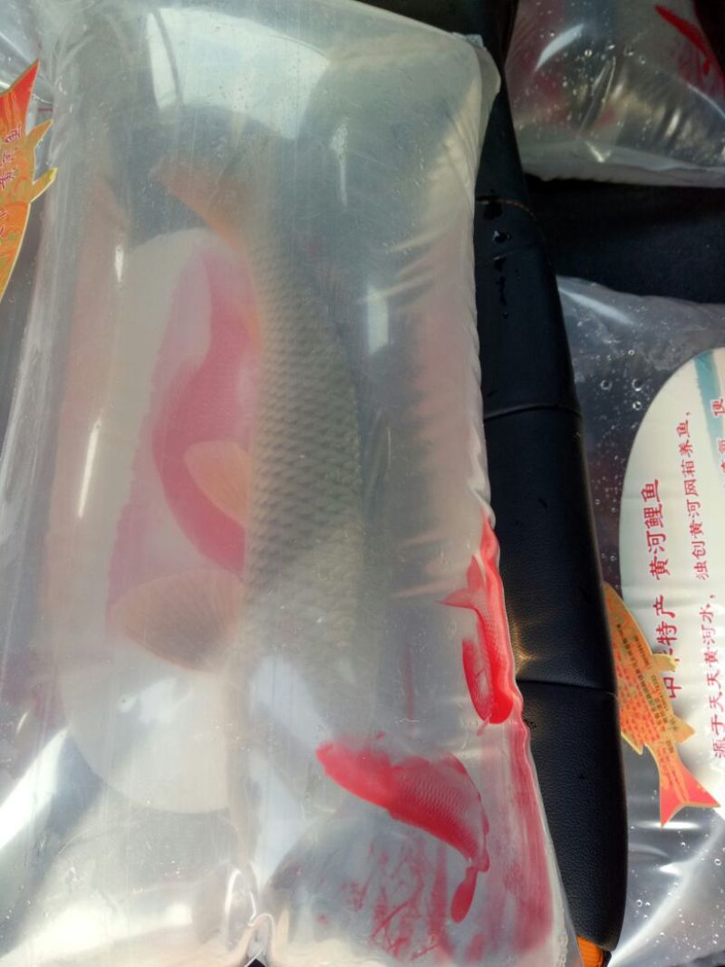 野鲤食用1~2公斤
