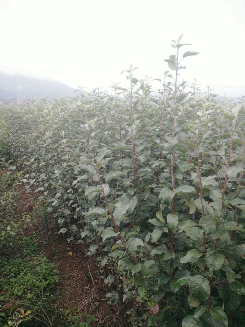 红肉苹果树苗免费提供种植技术