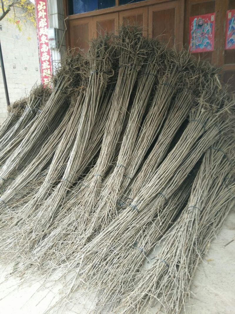银杏果