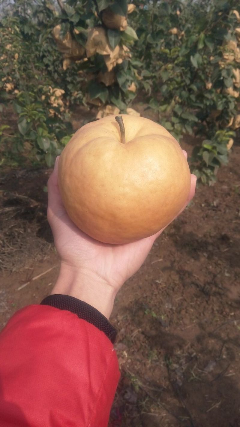 丰水梨450~500g纸加膜