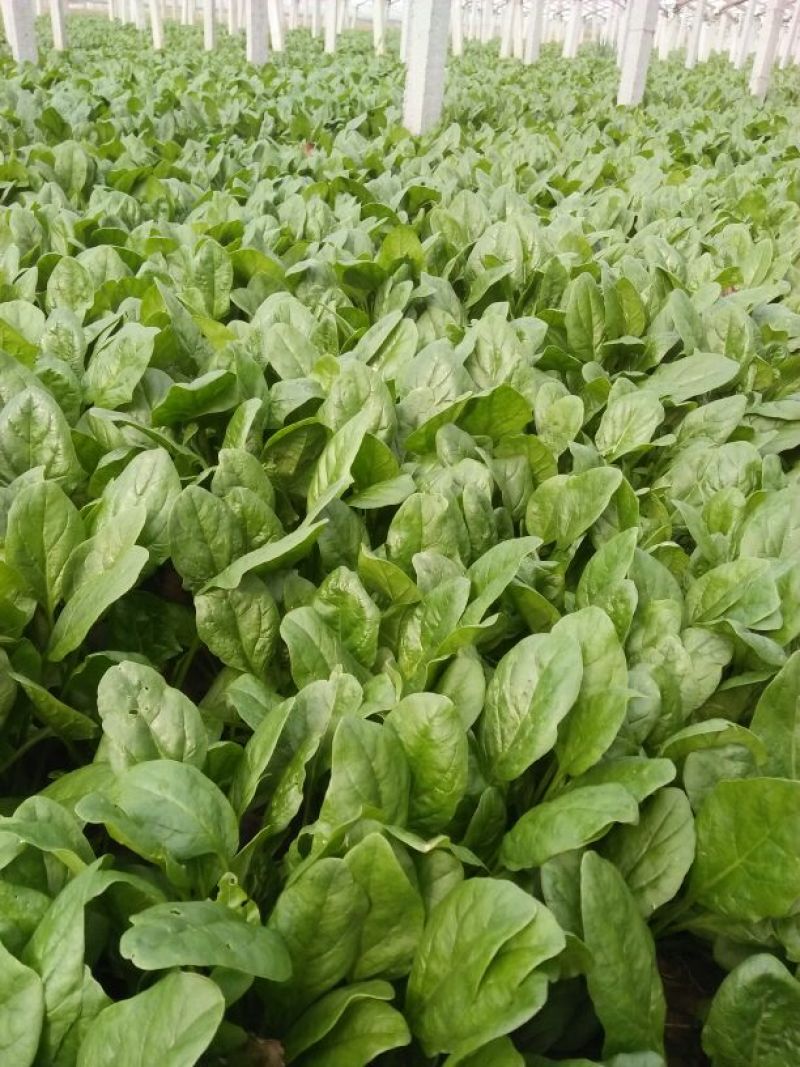 越冬菠菜15~20厘米