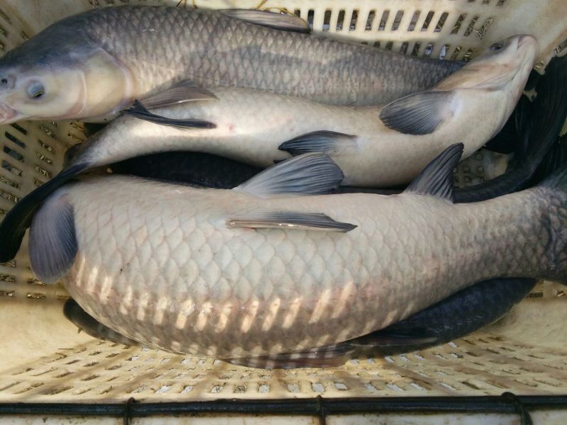池鲤鱼食用0.5~1公斤