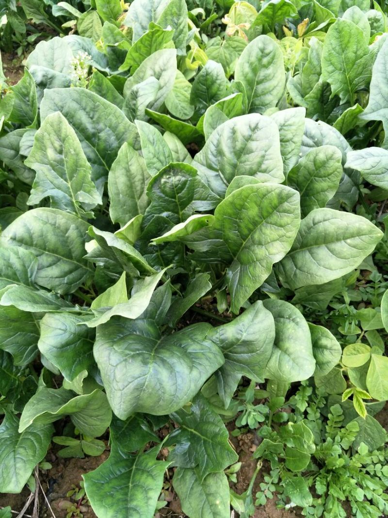 大叶菠菜15~20厘米