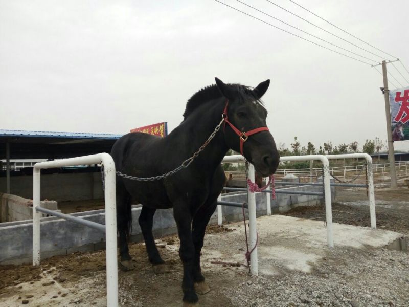 蒙古马400~500kg