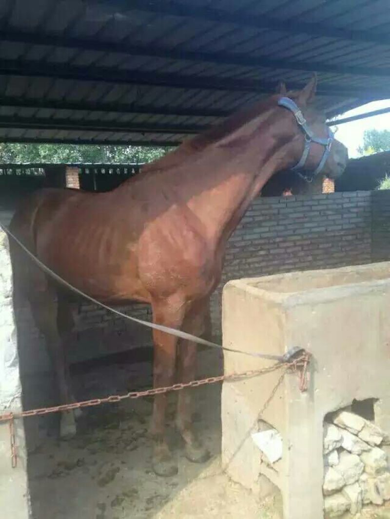 肉马600kg以上
