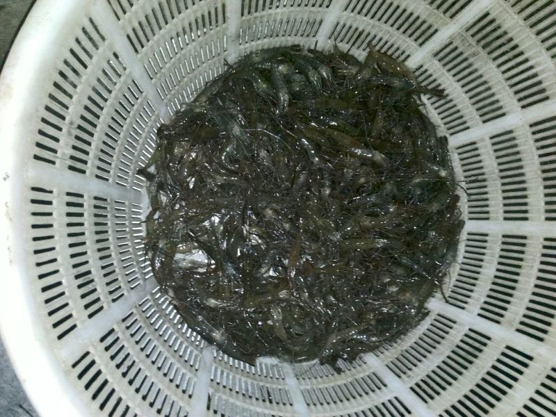 河虾冰鲜虾26~30只/kg
