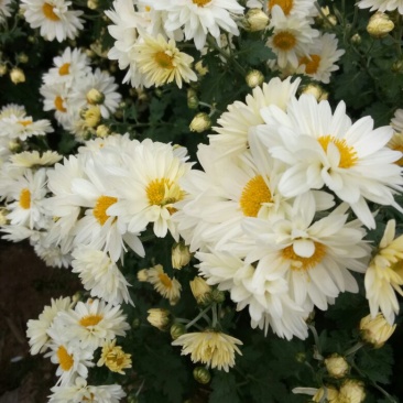 菊花茶开花