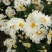 菊花茶开花