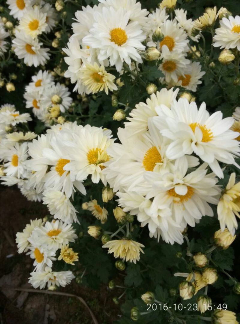 菊花茶开花