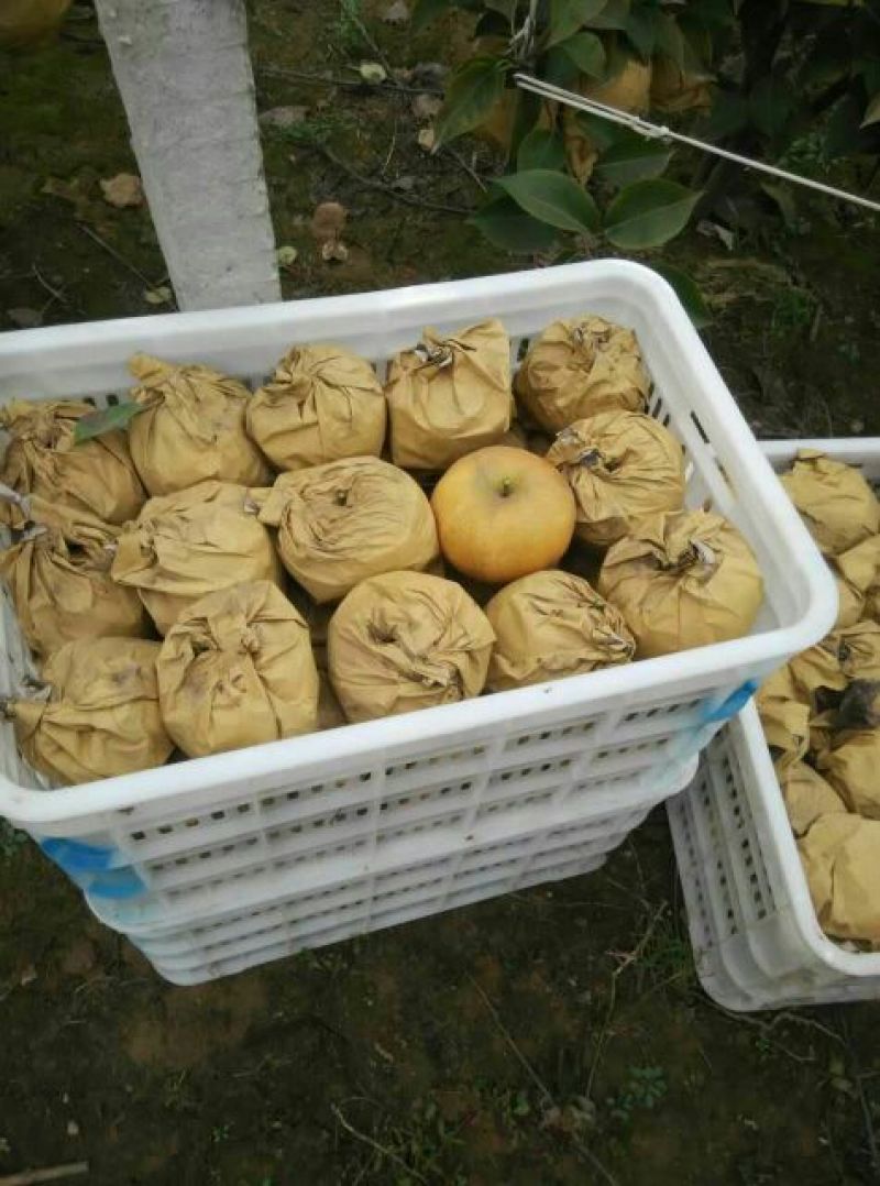 晚秋黄梨500~550g纸箱