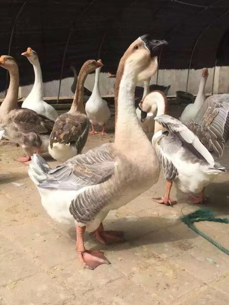 狮头鹅苗