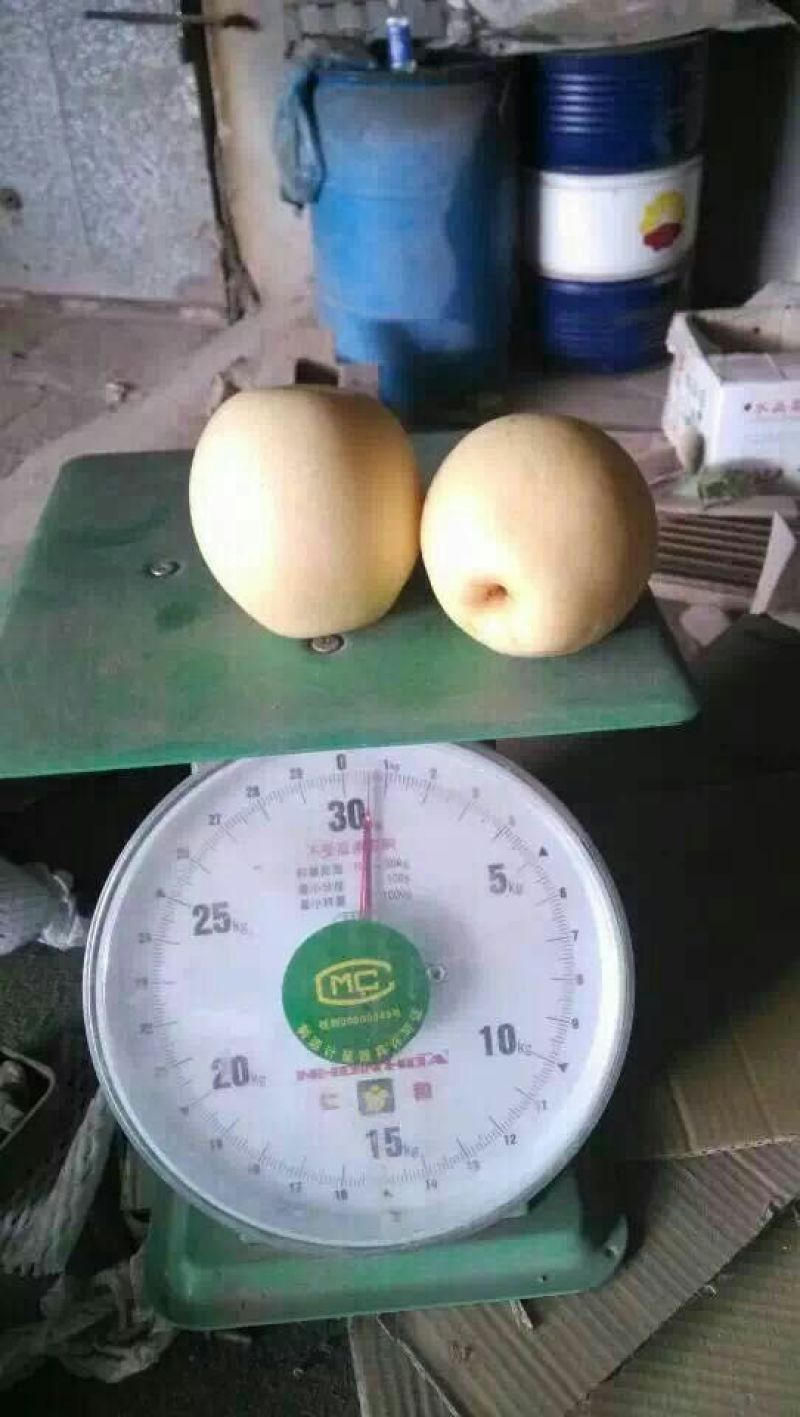 皇冠梨250~300g纸袋