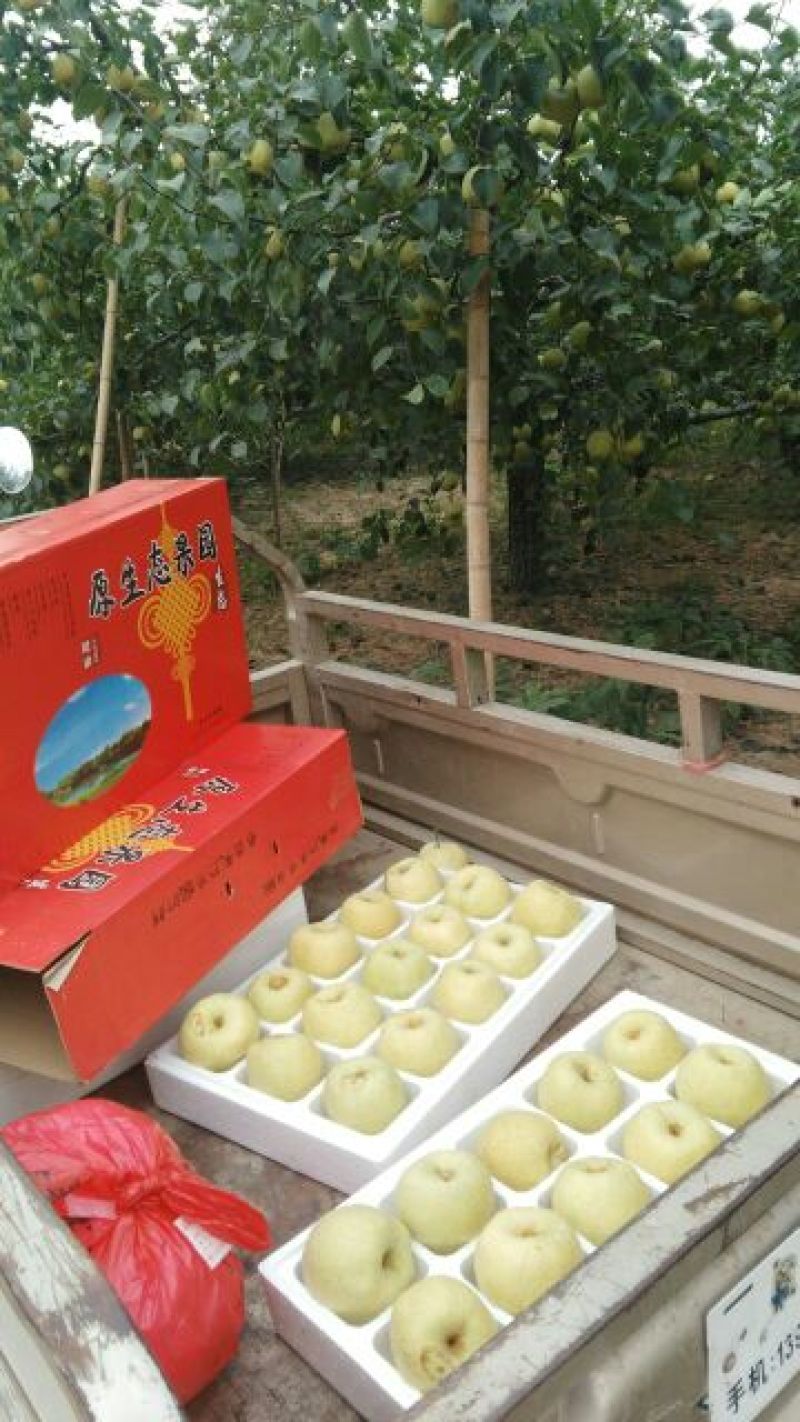 酥梨250~300g纸加膜