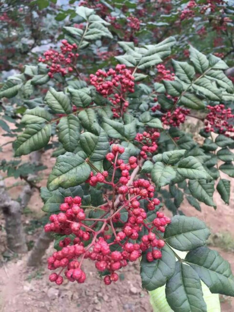 花椒苗1~2年