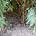 泰安晚熟品种，黄金蜜四号桃树苗80cm以上自生苗
