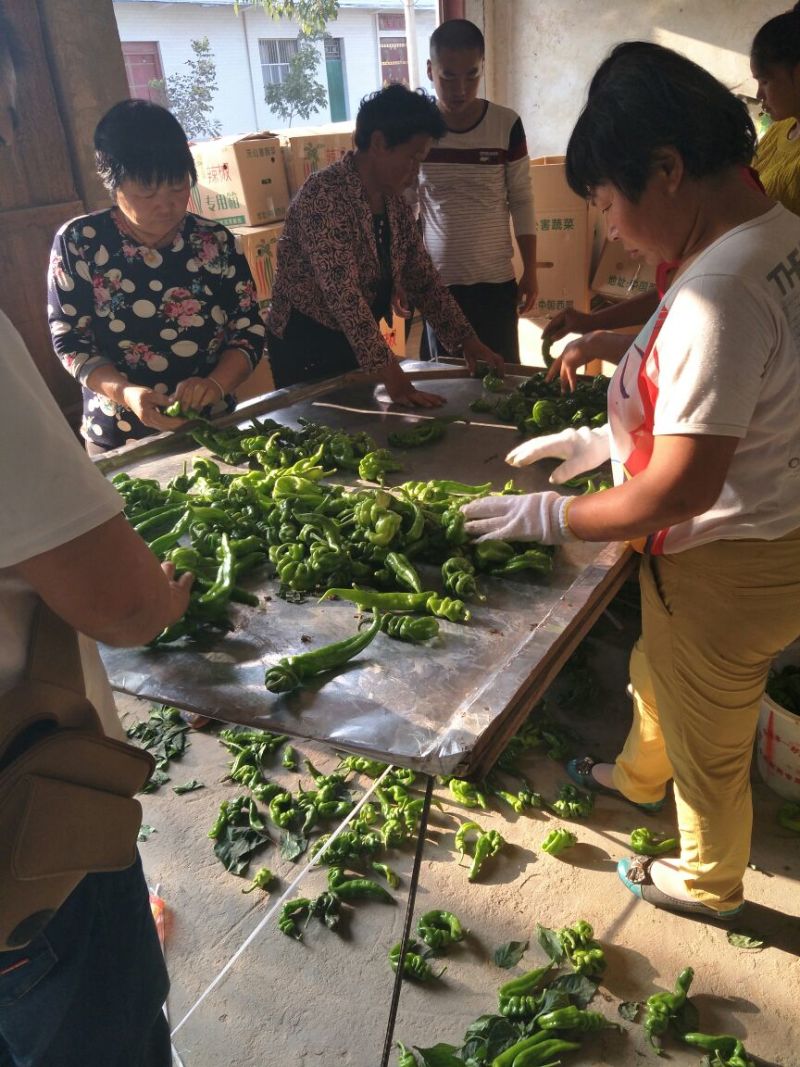 精品螺丝椒10~15厘米，质量上乘，产地直供，欢迎选