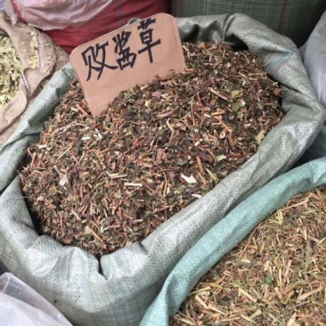 败酱