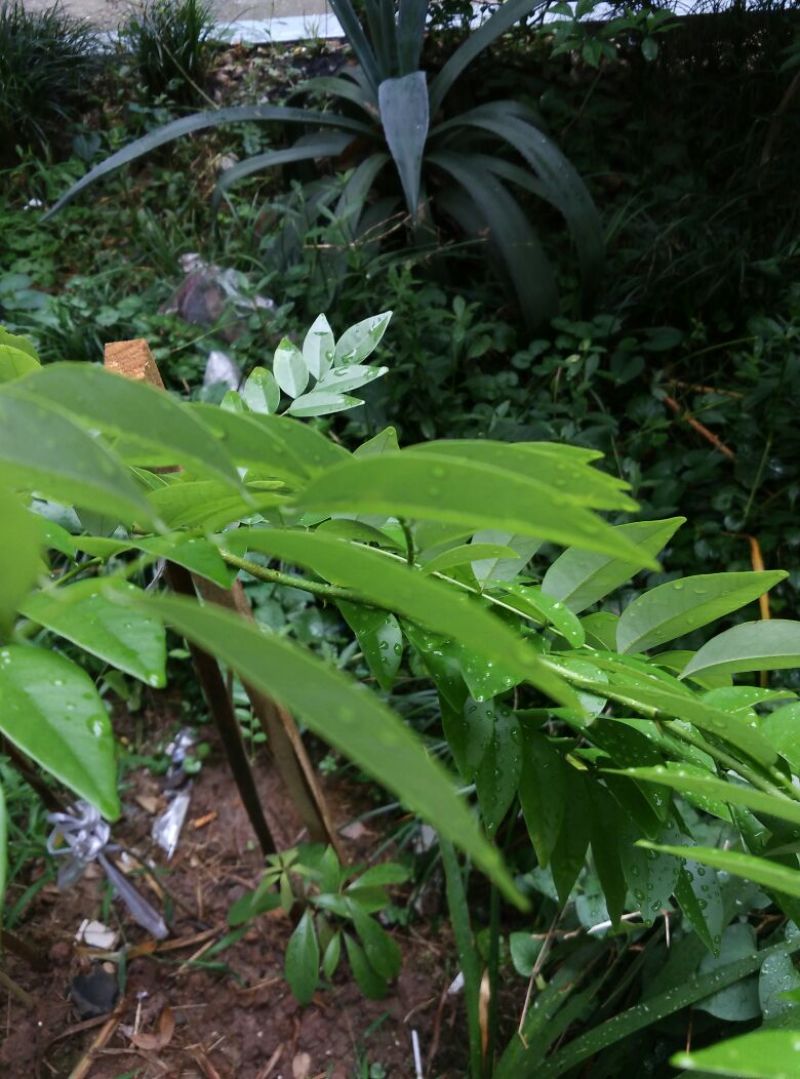 小叶桢楠1~1.5m