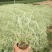 睡莲盆栽睡莲品种睡莲香水睡莲睡莲供应睡莲基地