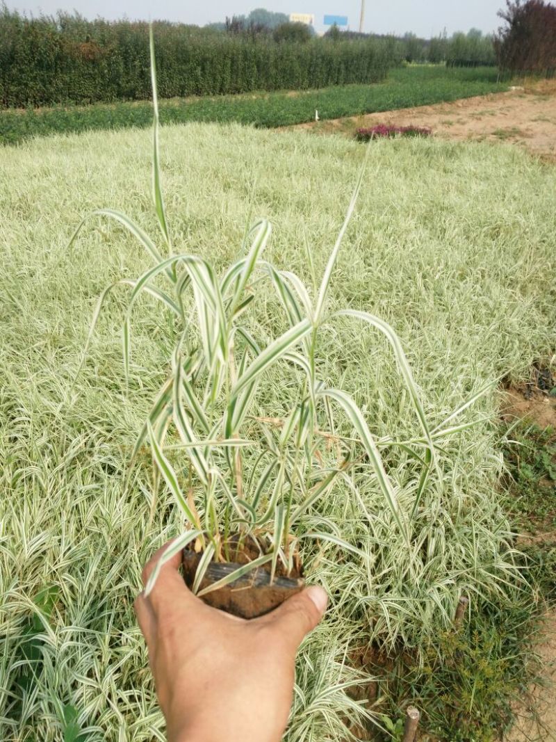睡莲盆栽睡莲品种睡莲香水睡莲睡莲供应睡莲基地