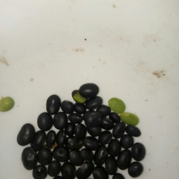 乌皮青仁豆散装